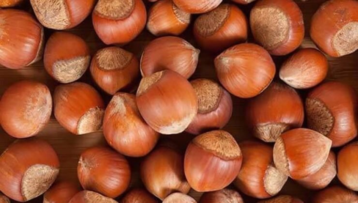 Rekabet Kurulu’ndan Ferrero’ya Şok Karar! 2025 Sonuna Kadar En Az 30 Bin Ton Fındık Alacak