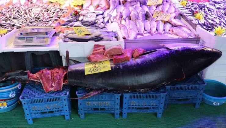 280 kiloluk orkinos vatandaşları hayrete düşürüyor