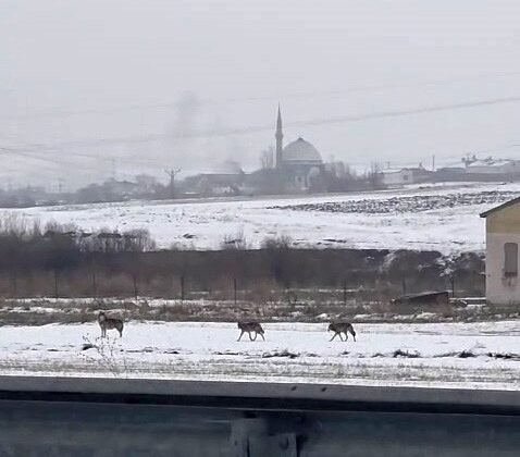 Aç kalan kurt sürüsü şehir merkezine indi