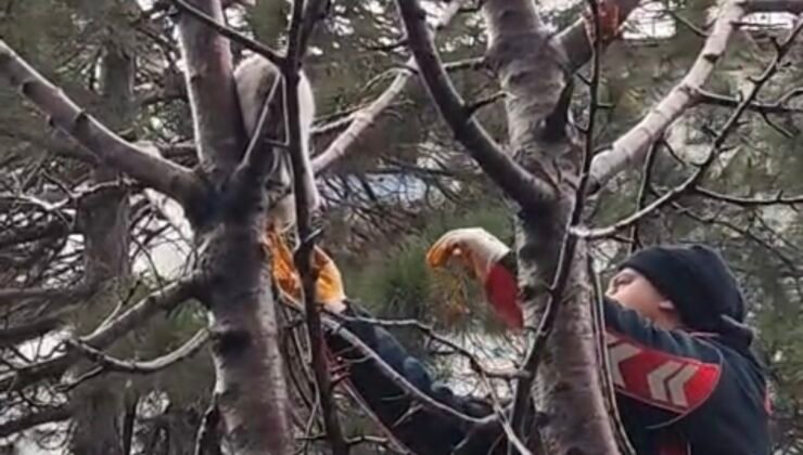 Ağaçta mahsur kalan kedi kurtarıldı