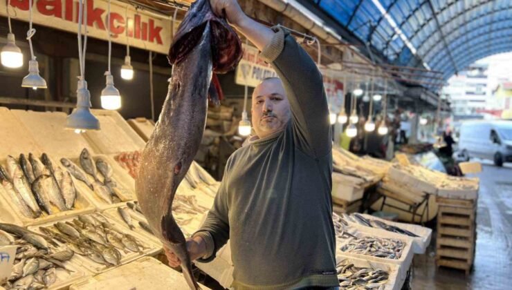 Akdeniz’de 1,5 metrelik Atlas balığı yakalandı