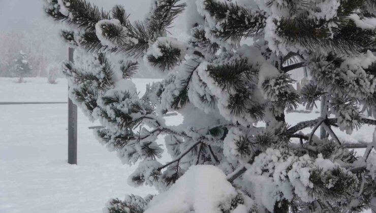 Ardahan’da dondurucu soğuklar etkisini artırdı: Ağaçlar kırağı tuttu
