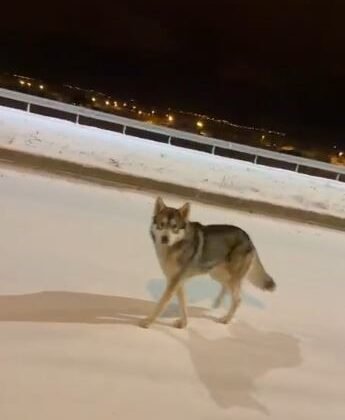 Ardahan’da şehre inen kurt görüntülendi