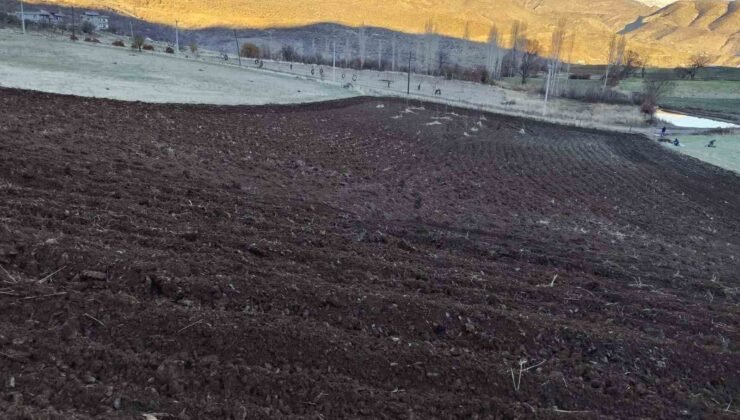 Arpalar kar yağmadan toprakla buluşuyor