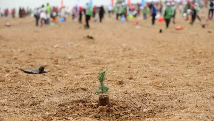 ATÜ yeşil kampüs olma yolunda ilerliyor: Dikilen fidan sayısı 22 bin 500’ü buldu