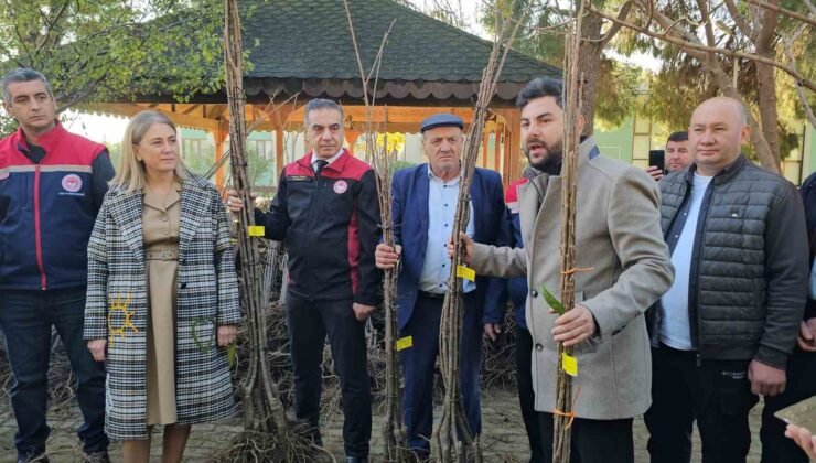 Aydın dağları sağlıklı kestane ağaçlarıyla donatılıyor