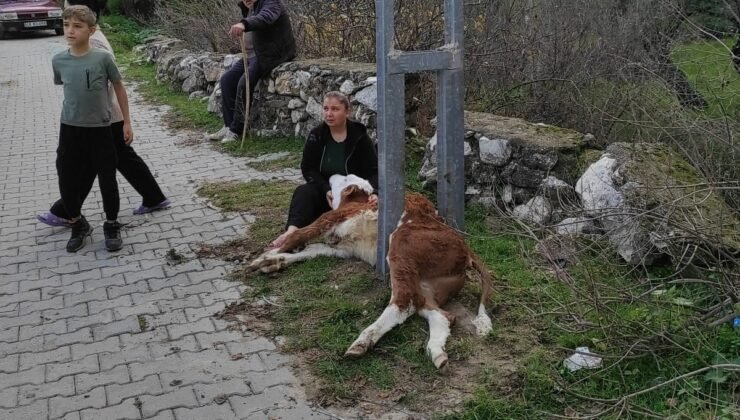 Aydınlatma direğine sıkışan buzağıyı itfaiye ekipleri kurtardı