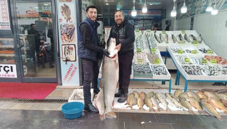 Batman’da dev turna balığı ilgi odağı oldu