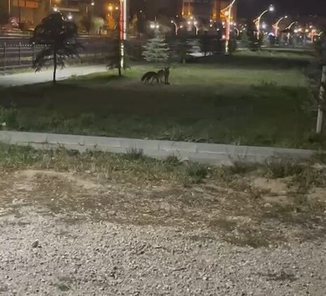 Bayburt’ta birbirleriyle oyun oynayan iki tilki görüldü