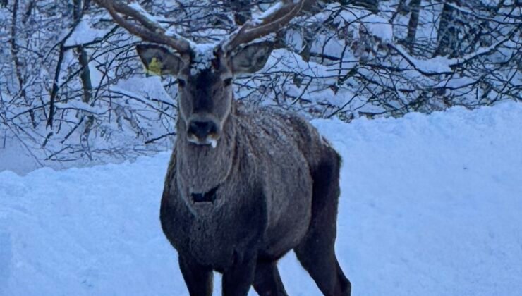 Beyaza bürünen doğada kızıl geyik sürprizi
