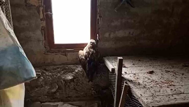 Bolu’da yaralı şahin koruma altına alındı