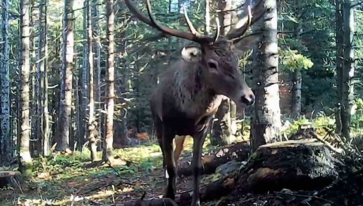 Bolu’nun yaban hayatı fotokapana yansıdı