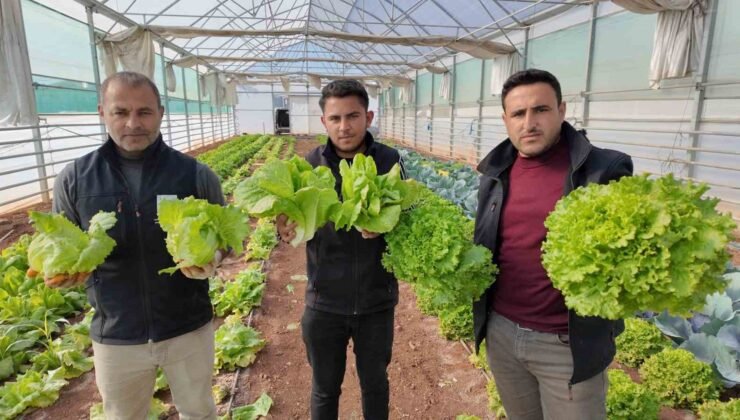 Büyükşehir Belediyesi seralarında kışlık sebze hasadı başladı