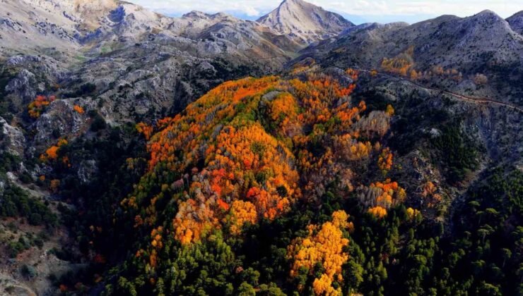 Çameli’nin titrek kavak ormanları bulutların arasında görsel şölen sunuyor