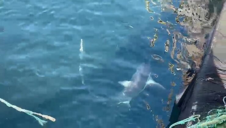 Çanakkale’de balıkçıların ağına ‘kamçı kuyruk’ cinsi köpek balığı takıldı