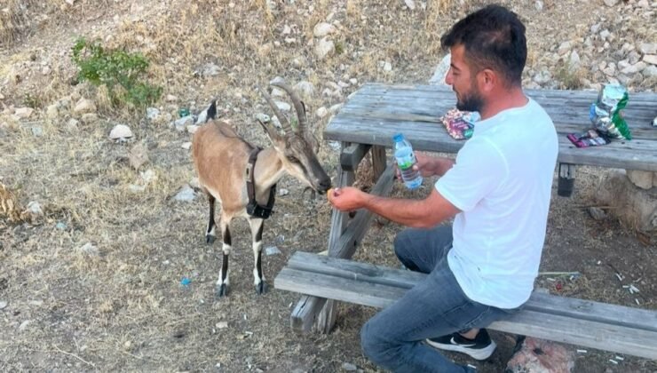 Dağ keçisini elleriyle besledi