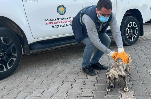 DBB Hayvan Bakımevi 2025’te 10 bini aşkın ihbara müdahale etti