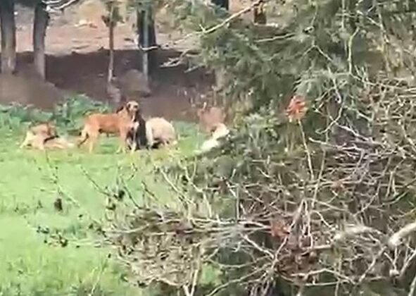 Derince’de başıboş köpek tepkisi: “30’a yakın köpek bir arada dolaşıyor”