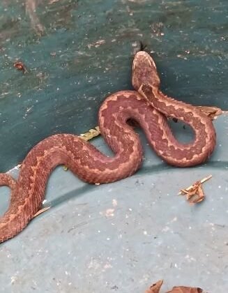 Doğu Karadeniz’de ayılardan sonra yılanlar da kış uykusuna yatmadı