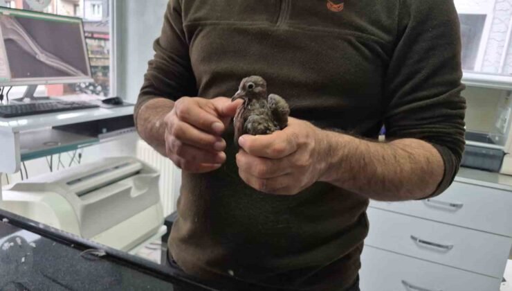 Duyarlı vatandaştan örnek davranış: Yolda bulduğu kumruya su verip veterinere teslim etti