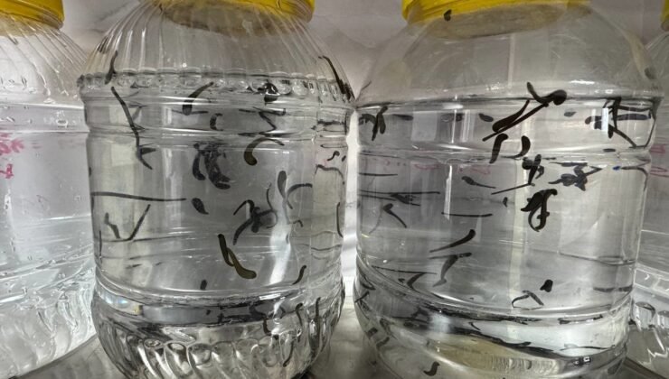 Eğirdir’de yılda 20 bin tıbbi sülük kontrollü ortamda üretiliyor