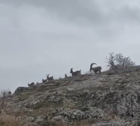Elazığ’da yaban keçileri sürü halinde görüntülendi