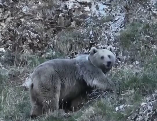 Erzincan’da kış uykusuna hazırlanan iki ayı görüntülendi