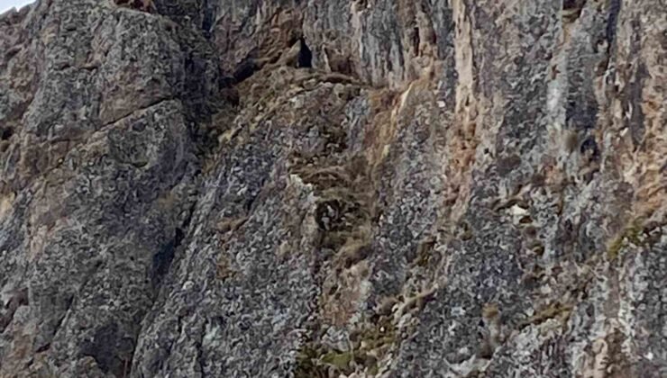 Erzincan’da mahsur kalan keçiler için JAK ve AFAD seferber oldu