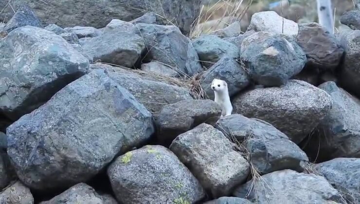Gelincik rengiyle mevsime ayak uydurdu
