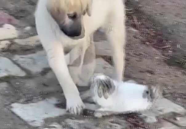 Gercüş’te yavru kedi ile yavru köpeğin sevimli kavgası kamerada
