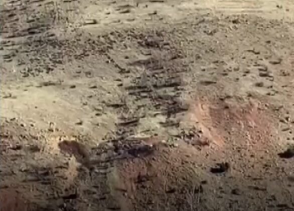 Gercüşlü çiftçilerin domuz tedirginliği