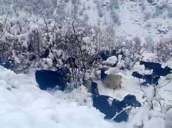 Hizan’da kar yağışı, sürüyü hazırlıksız yakaladı