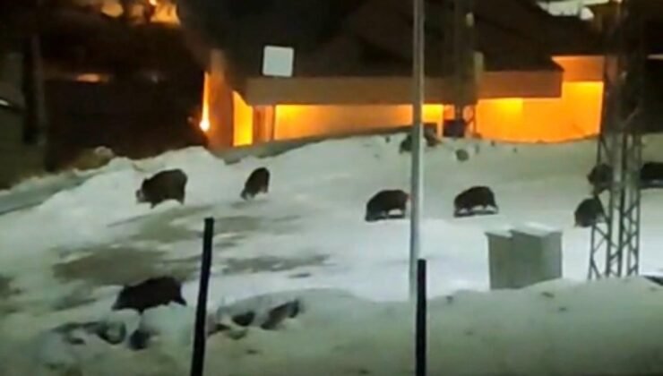 İlçe merkezine inen domuz sürüsü kamerada