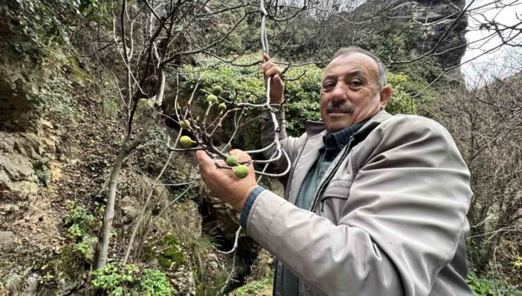 İncir ağacı Aralık ayında yeniden meyve verdi