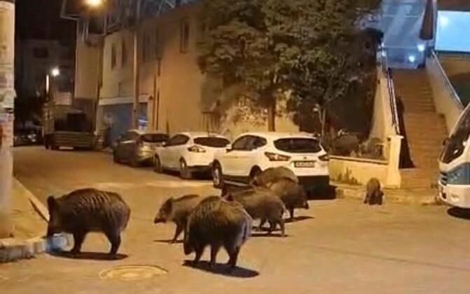 İzmir, sokaklarında domuz sürüleri ile doğal yaşam parkına döndü