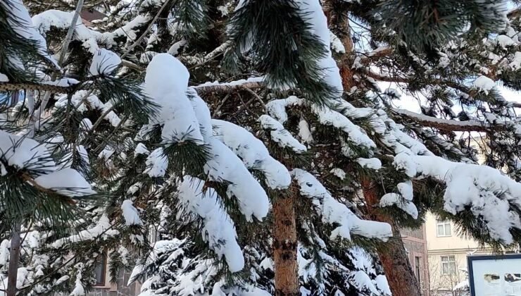 Kar yağışının ardından ağaçlarda kartpostallık görüntü
