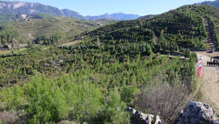 Kara tablo, 6 yılda yeşil örtüye dönüştü