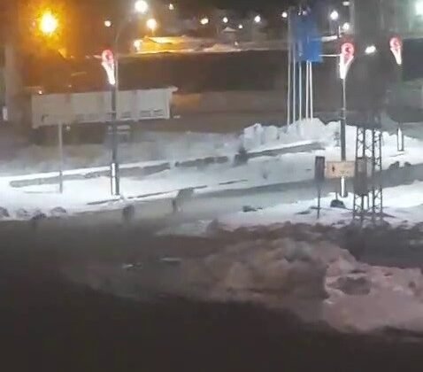 Karayazı’da akşam saatlerinde kurt alarmı