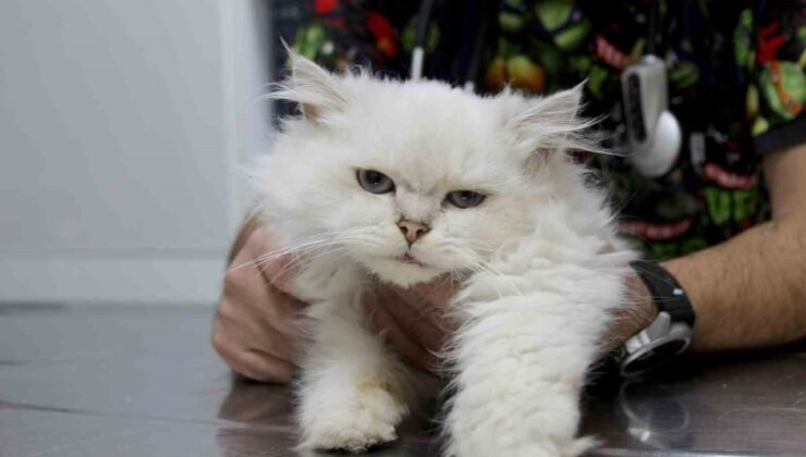 Kedide dünyada görülmemiş anomali: Başarılı operasyonla sağlığına kavuştu