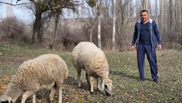 Kesmek için aldığı koyunlara şimdi antrenörlük yapıyor