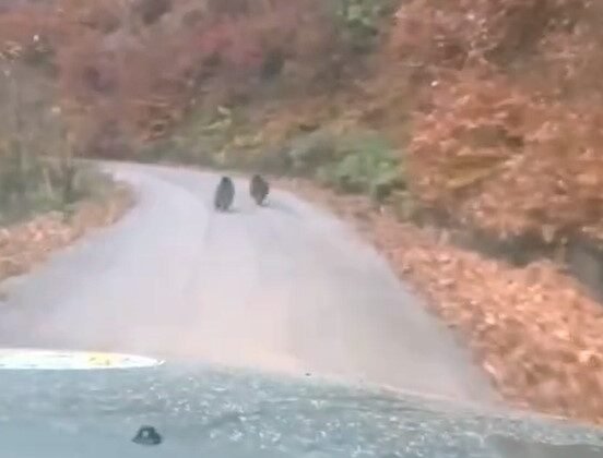 Kış uykusuna yatmayan yavru ayılar kameraya yakalandı