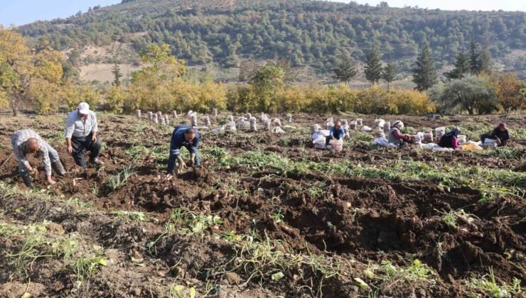 Kuraklık nedeniyle verimin yarı yarıya düştüğü tatlı patateste son hasat yapıldı