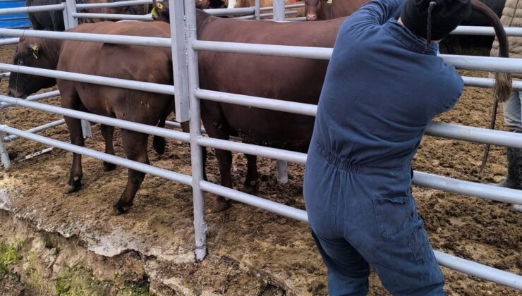 Kütahya’ya Brezilya’dan gelen ithal gebe düveler sağlık kontrolünden geçirildi