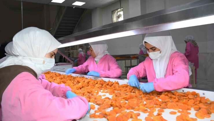 Malatya’da kuru kayısıda 11 ayda 275 milyon dolar gelir elde edildi