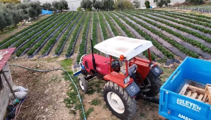 Mersin’de çilekte kış hasadı: Bahçede kilogramı 130 TL