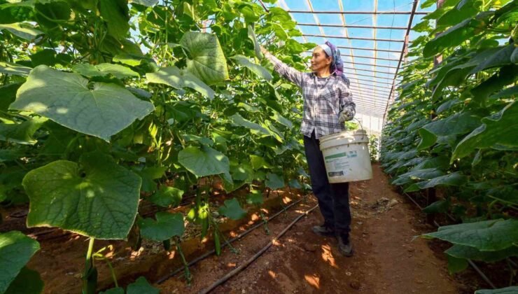 Mersin’de hıyar fidesi desteği Aydıncık’ta hasada dönüştü