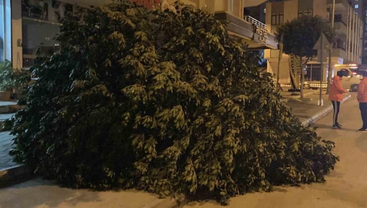 Mersin’de şiddetli rüzgar ağaçları devirdi
