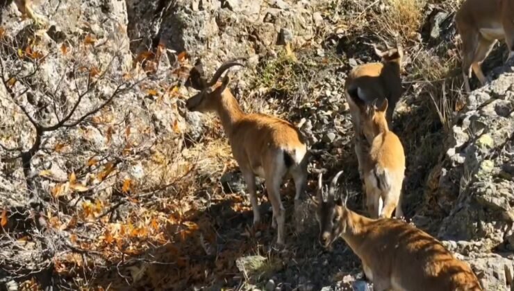 Munzur’un sarp kayalıklarında yaban keçileri