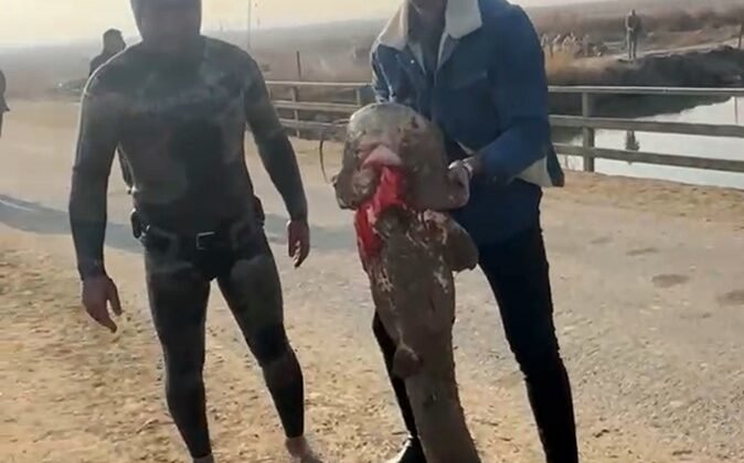 Olta yok, ağ yok: Karasu Çayı’nda çıplak elle yayın balığı avı