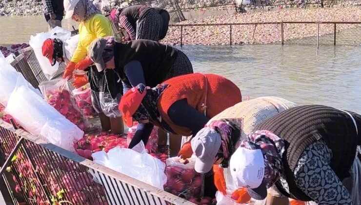 Osmaniye Kadirli’de turp mesaisi: Soğuk suda ekmek mücadelesi